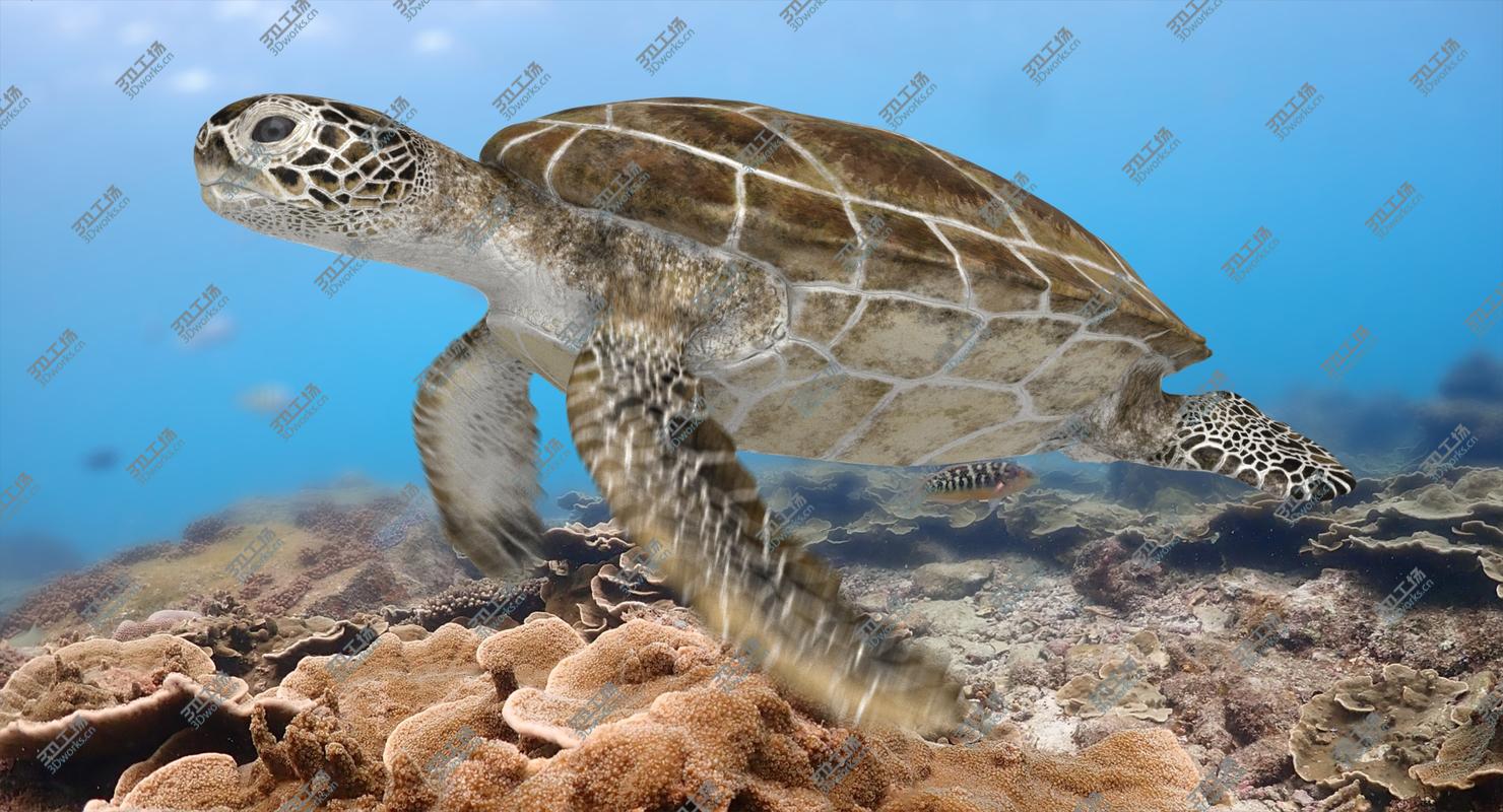 images/goods_img/2021040234/3D model Green Sea Turtle (Animated)/1.jpg